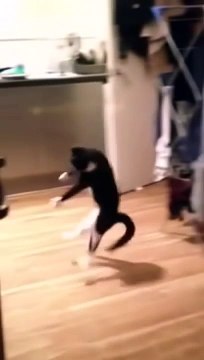 Мой кот сошел с ума