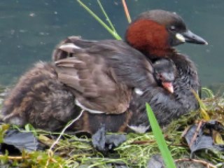 LE TOUR DU LAC DE GENOS-LOUDENVIELLE