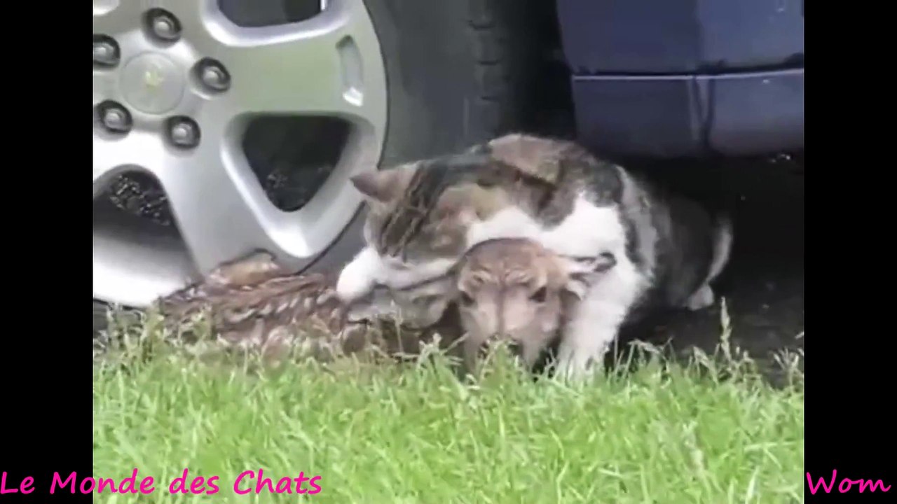 Chat et Biche