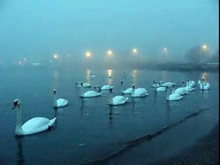 Swans on Black Sea . Awesome Atmosphere.
