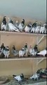 pakistani pigeons Bakheet Al Rumaithi