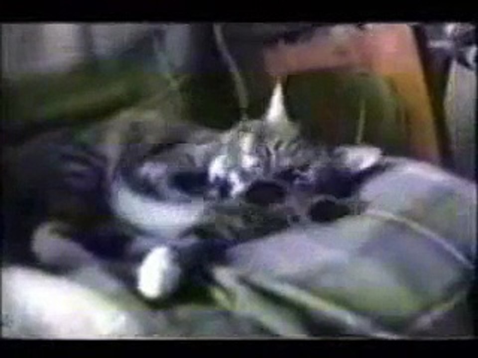 Compilation de chats