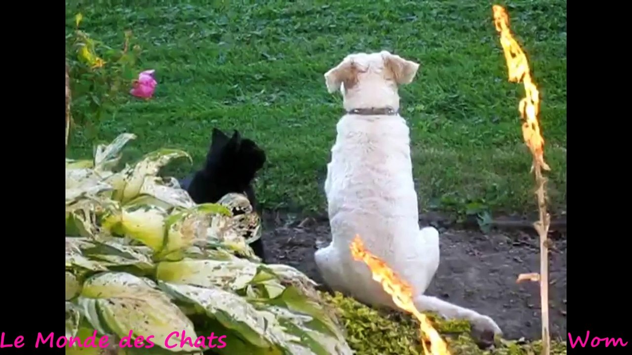 Chat Masse Chien