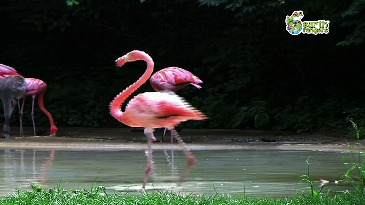 Funny Talking Animals