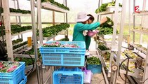 Agriculture : à la découverte des fermes urbaines de Singapour