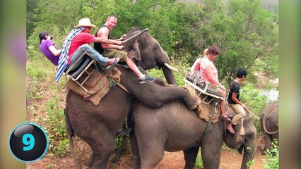 25 Funniest Animal Pictures Ever!