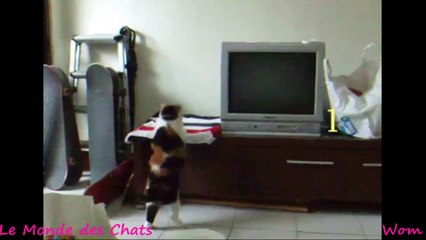 Chat qui n'arrive pas à sauter sur le meuble