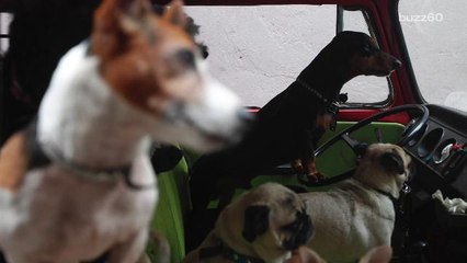 DUI suspect claims dog was driving his car