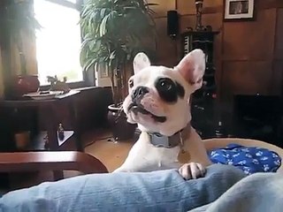 Buddys funny barking