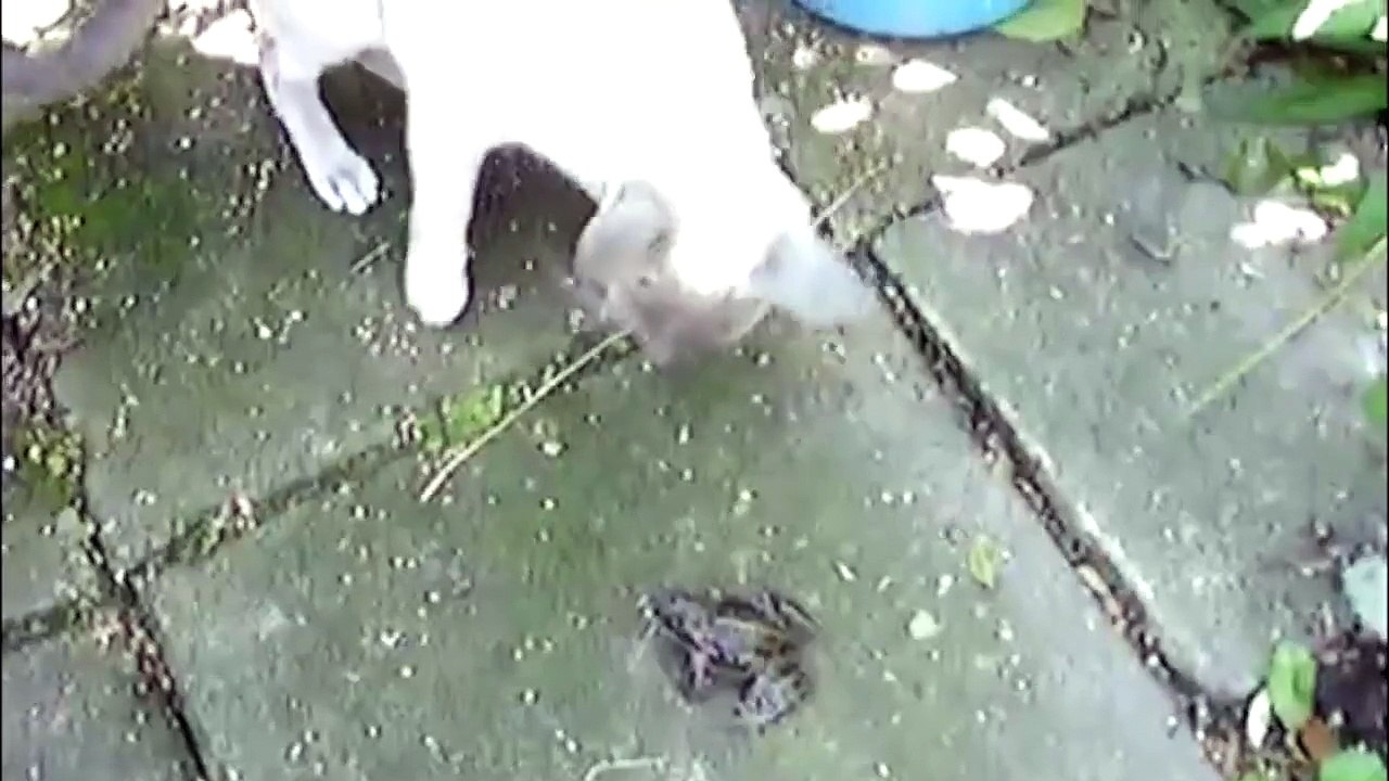 Funny Screaming Animals