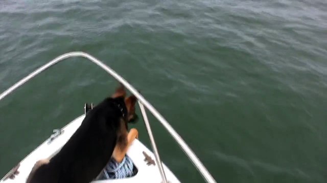 Overboard Maverick- Dog jumps on Dolphins (Really Funny-Must See)