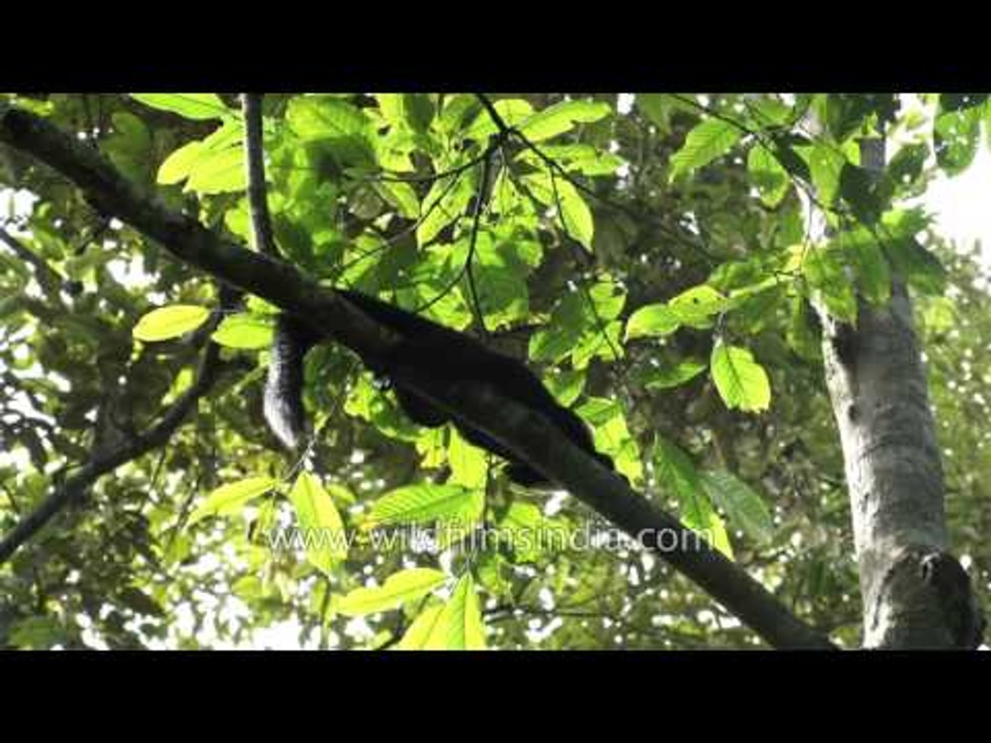 ⁣Malabar squirrel: the largest tree squirrel species on earth