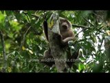 Northern Pig-tailed Macaque in Patkai hills of Assam