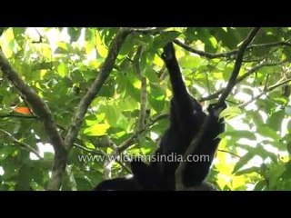 Only ape species found in India - the Hoolock Gibbon!