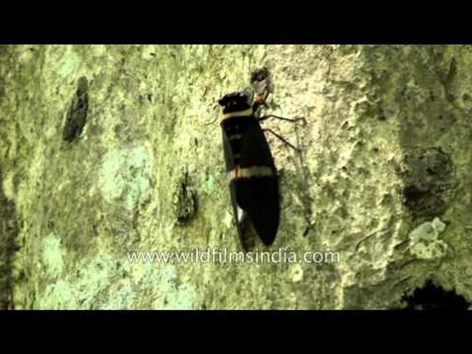 L 103 Cricket insect 12