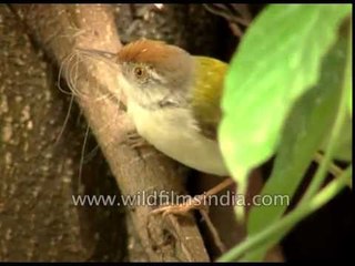 Tailor Bird collecting nesting material in a Delhi garden