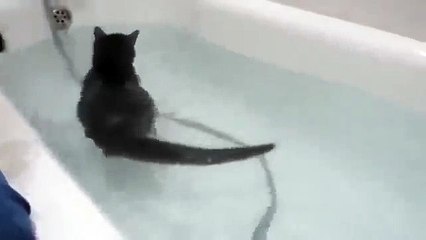 Необычное пристрастие кота