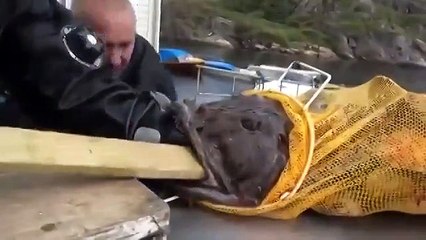 С морским чертом шутки плохи (нецензурная лексика)