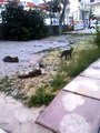 Kedi kavgası - Komik videoları izle