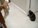 Perro Contra Gato ★ humor gatos - video divertido gatos chistosos risa gato