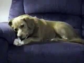 vídeo PERRO DE LEPE animal, divertido, risa vídeos kewego