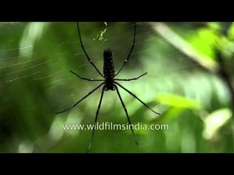 Spider hanging from its web