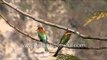 A pair of Chestnut-headed Bee-eaters sit on a tree limb - India