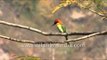 Chestnut-headed bee-eater (Bay-headed bee-eater) at Corbett