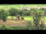 Women Farmers manually till fields in the middle Himalaya