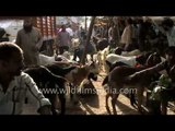 Cattle market in Old Delhi - Goats ready to be sacrificed for Eid al-Adha