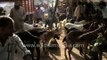 Cattle market in Old Delhi - Goats ready to be sacrificed for Eid al-Adha