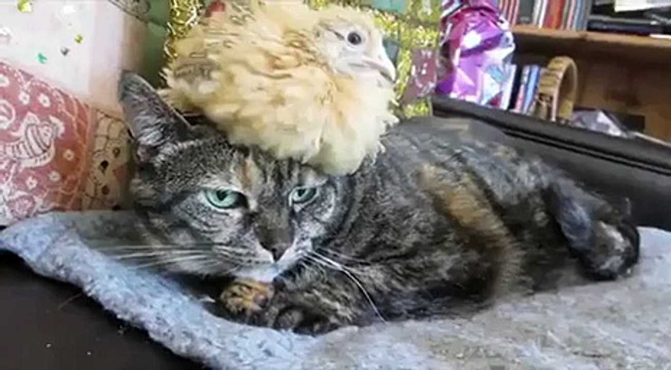 Bird Hat