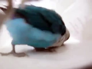 Попугай чечёточник