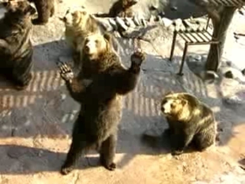 ours marant(du jamais vu)