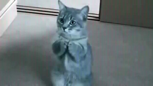 Дайте что-нибудь бедному котику..