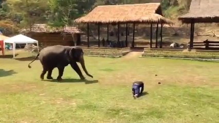 Elephant Comes To The Rescue
