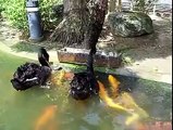 Swans feeding koi fish. This makes me feel hopeful for Mother Nature again