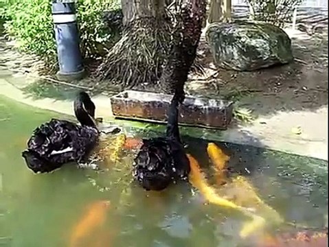 Swans feeding koi fish. This makes me feel hopeful for Mother Nature again