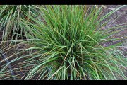 Great Ornamental Grass Selections