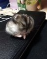 Cute Baby Animal Fall Down while sleeping