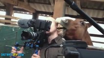 Funny Horse Bites Cameramans Ear || AmazingLife247