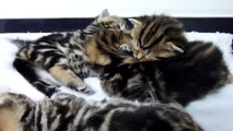 Cutest Cat Moments. Fluffy cutest kittens ever angels