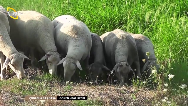 ÇOBANLA BAŞBAŞA-18-GündoğanAli-ErkanCeylanGÖNEN-BALIKESİR