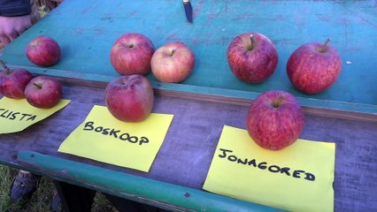 Fête de la Pomme Valognes 2015