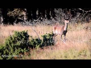 Biche et son faon au soleil dans les montagnes des Pyrénées Orientales en période de brame du cerf - Octobre 2015