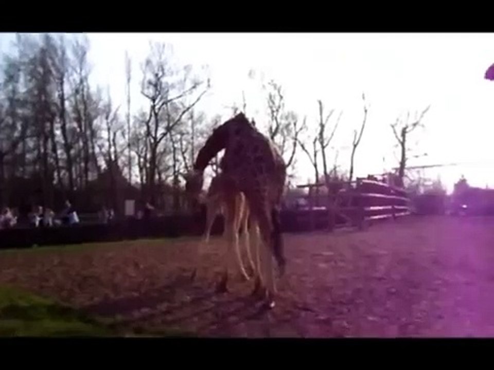 Giraffe Drinking Another Giraffe's Urine (Pee Drinking Fountain)