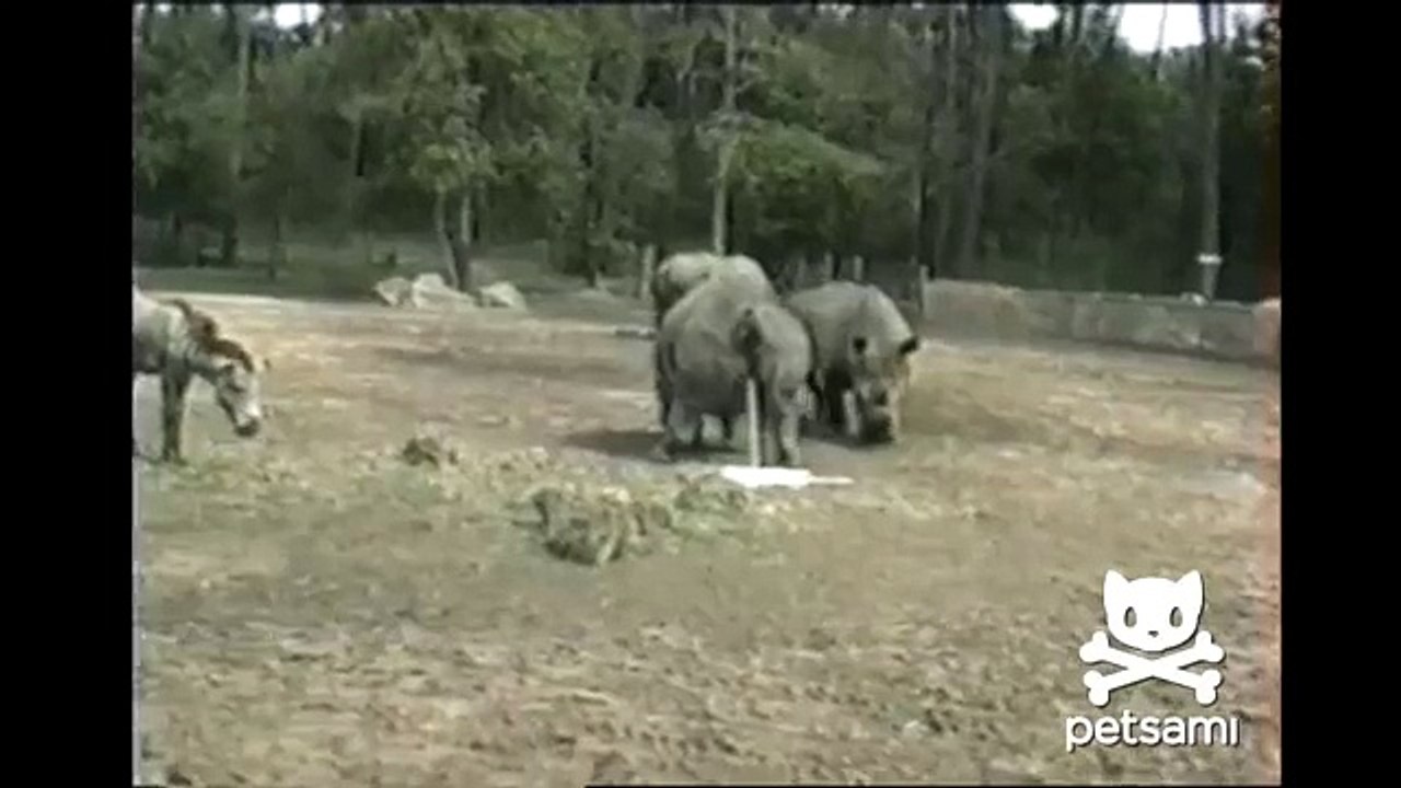 Most disgusting animal video ever - Rhino drinks pee