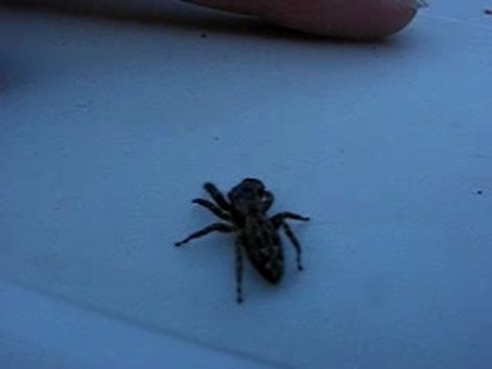 araigner crabe