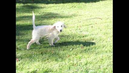 Puppy Montage: KobieDogUSA 1st Birthday!