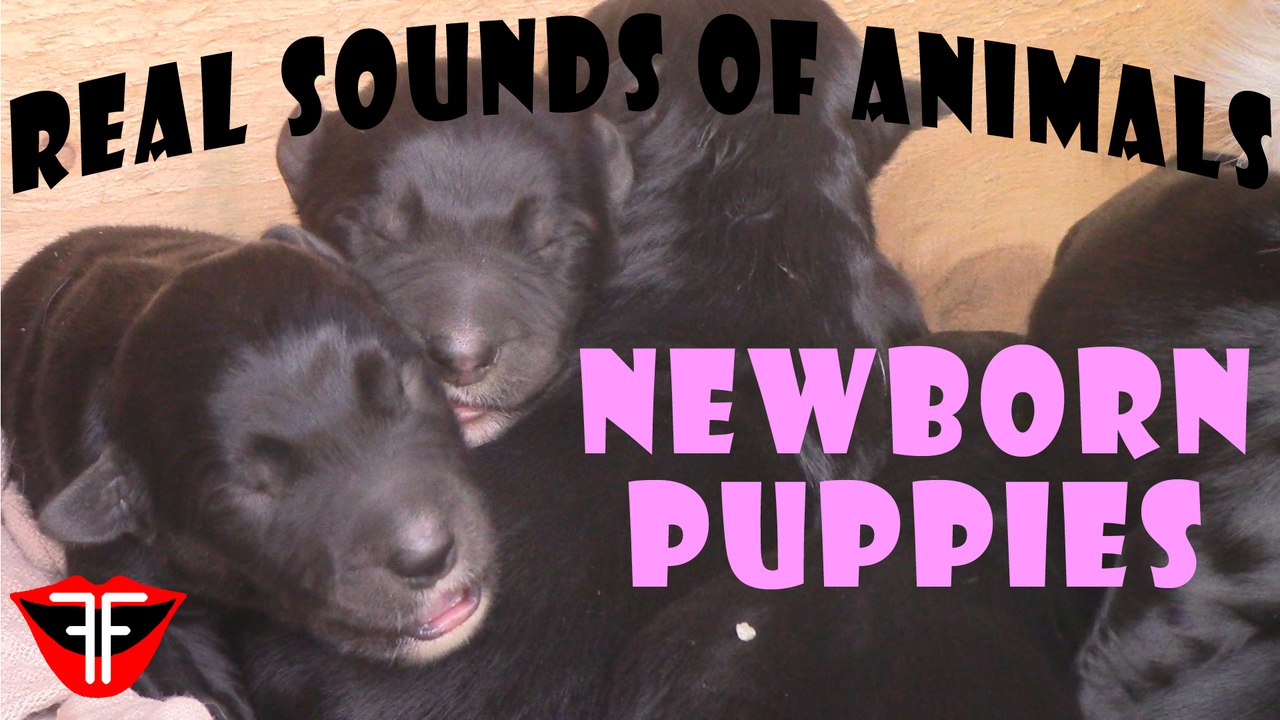Newborn puppies - Real Sounds of Animals